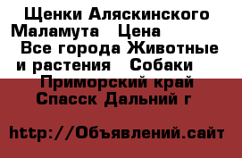 Щенки Аляскинского Маламута › Цена ­ 10 000 - Все города Животные и растения » Собаки   . Приморский край,Спасск-Дальний г.